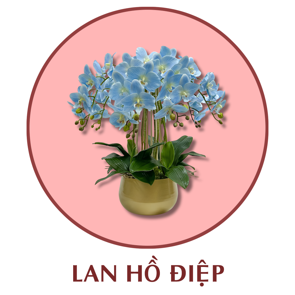 Lan hồ điệp